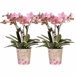 Kolibri Orchids I KOMBI ANGEBOT von 2 altrosa Phalaenopsis Orchideen - Treviso - Topfgröße Ø12cm | blühende Zimmerpflanze - frisch vom Züchter