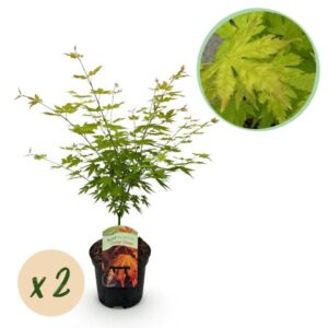 Balkonpflanze - Japanischer Ahorn - Acer palmatum Orange Dream - Orange - 2 Pflanzen - Laubabwerfend - Topf 19cm Höhe 70cm