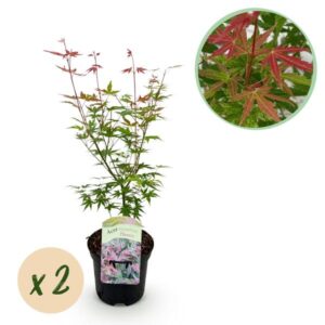 Balkonpflanze - Japanischer Ahorn - Acer palmatum Phoenix - Rosa - 2 Pflanzen - Laubabwerfend - Topf 19cm Höhe 70cm