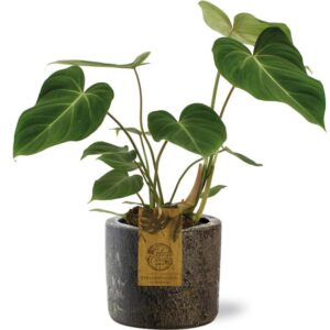 Philodendron Gloriosum - Ø15cm - ↕40cm + Maas Pot D16x14cm - Braun