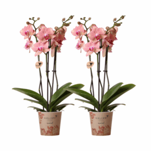 Kolibri Orchids | KOMBI ANGEBOT von 2 Phalaenopsis Orchideen - Pirate Picotee - Topfgröße Ø12cm | Blühende Zimmerpflanze - Frisch vom Züchter