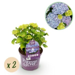 Green boutiQ - Balkonpflanze - Hortensie - Hydrangea Forever & Ever - Blau - 7-12 Blumen - 2 Pflanzen - Topf 23cm Höhe 55cm