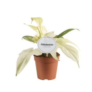 Philodendron Florida Ghost - Ø12cm - ↕30cm