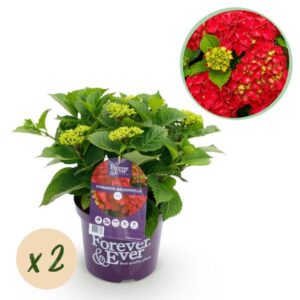 Green boutiQ - Balkonpflanze - Hortensie - Hydrangea Forever & Ever - Rot - 7-12 Blüten - 2 Pflanzen - Topf 23cm Höhe 55cm
