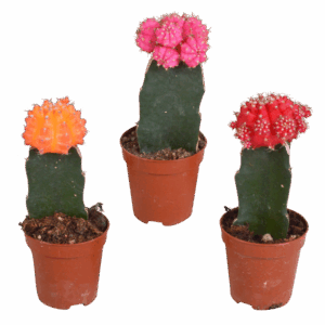 Euphorbia meloformis variegata - Gymnocalycium mix - 5,5cm - 3x