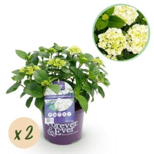 Green boutiQ - Balkonpflanze - Hortensie - Hydrangea Forever & Ever - Weiß - 7-12 Blumen - 2 Pflanzen - Topf 23cm Höhe 55cm