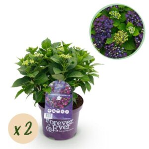 Green boutiQ - Balkonpflanze - Hortensie - Hydrangea Forever & Ever - Lila - 7-12 Blumen - 2 Pflanzen - Topf 23cm Höhe 55cm