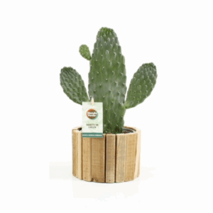 Opuntia Rubescens Consolea In Wood - 1 stücke - Ø15cm - ↕35cm