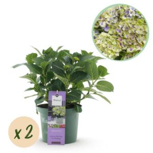 Green boutiQ - Balkonpflanze - Hortensie - Hydrangea Magical Jewel Blue - Blau - 6-10 Blumen - 2 Pflanzen - Topf 23cm Höhe 55cm