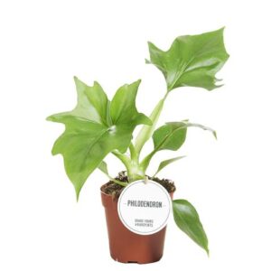 Philodendron Warszewiczii - Ø12cm - ↕30cm