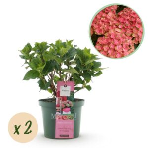 Green boutiQ - Balkonpflanze - Hortensie - Hydrangea Magical Green Fire - Rosa Grün - 6-10 Blüten - 2 Pflanzen - Topf 23cm Höhe 55cm