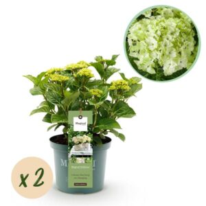 Green boutiQ - Balkonpflanze - Hortensie - Hydrangea Magical Nobless - Weiß - 6-10 Blumen - 2 Pflanzen - Topf 23cm Höhe 55cm