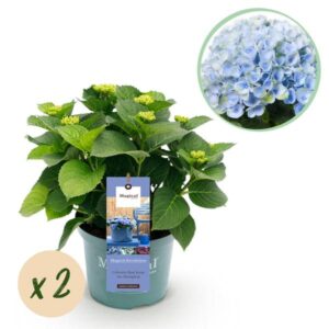 Green boutiQ - Balkonpflanze - Hortensie - Hydrangea Magical Revolution Blue - Blau - 6-10 Blumen - 2 Pflanzen - Topf 23cm Höhe 55cm