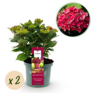 Green boutiQ - Balkonpflanze - Hortensie - Hydrangea Magical Teusday & Saphire - Rot - 6-10 Blumen - 2 Pflanzen - Topf 23cm Höhe 55cm