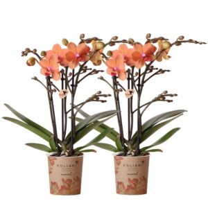 Kolibri Orchids | COMBI DEAL von 2 orange Phalaenopsis Orchideen - Bozen - Topfgröße Ø9cm blühende Zimmerpflanze - frisch vom Züchter