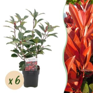 "GreenboutiQ - Heckenpflanzen - Photinia fraseri Red Robin - grün rot - 6 Pflanzen - 1 laufender Meter - immergrün - Topf 17cm Höhe 50cm "