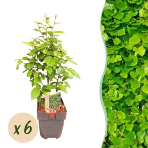 GreenboutiQ - Heckenpflanzen - Carpinus betulus - Blatt grün - 6 Pflanzen - 1 laufender Meter - laubabwerfend - Topf 17cm Höhe 55cm