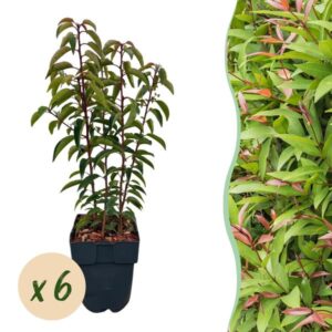 GreenboutiQ - Heckenpflanzen - Prunus lusitanica Angustifolia - Blatt grün - 6 Pflanzen - 1 laufender Meter - immergrün - Topf 17cm Höhe 50cm