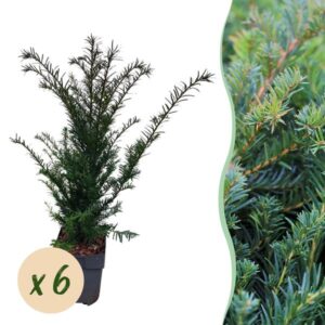 GreenboutiQ - Heckenpflanzen - Taxus baccata - Blatt grün - 6 Pflanzen - 1 laufender Meter - immergrün - Topf 17cm Höhe 60cm