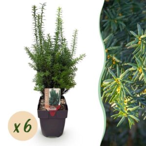 GreenboutiQ - Heckenpflanzen - Taxus media Hilii - Blatt grün - 6 Pflanzen - 1 laufender Meter - immergrün - Topf 17cm Höhe 60cm