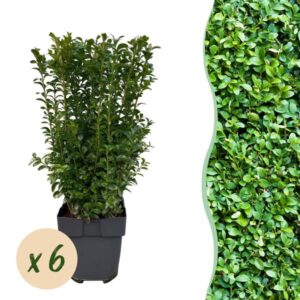 GreenboutiQ - Heckenpflanzen - Buxus sempervirens - Blatt grün - 6 Pflanzen - 1 laufender Meter - immergrün - Topf 17cm Höhe 45cm
