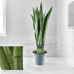 Sansevieria Spearmint in grauem Blumentopf mit mintgrünen, leicht gebänderten Blättern