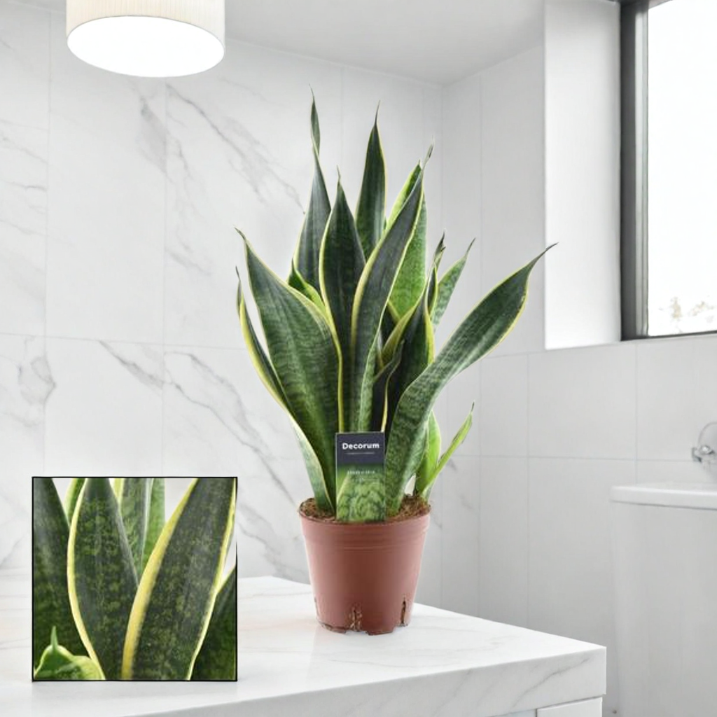 Sansevieria Futura Superba in braunem Topf mit gelb gerandeten Blättern auf weißem Badezimmer-Tisch