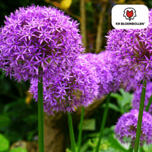 Zierlauch Riesenlauch  Blumenzwiebeln Allium Globemaster 5 stück