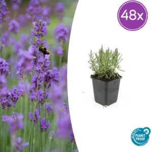 48x Lavendel Lavandula ang. 'Munstead' - ↕10-25cm - Ø9cm