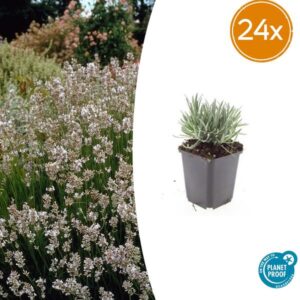 24x Lavendel Lavandula int. 'Edelweiss' - ↕10-25cm - Ø9cm