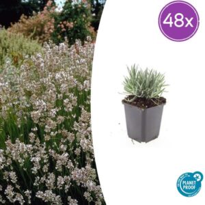 48x Lavendel Lavandula int. 'Edelweiss' - ↕10-25cm - Ø9cm