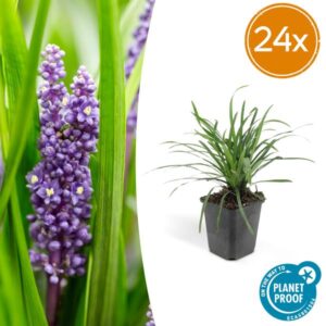 24x Graslilie Liriope muscari 'Big Blue' - ↕10-25cm - Ø9cm