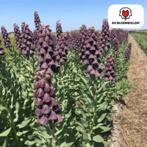 Fritillaria / Kaiserkrone 'Purple Favorite' – 5 Zwiebeln