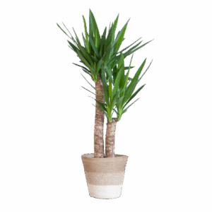 Yucca Elephantipes mit Korb Lissabon weiß - 90cm - Ø21