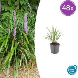 48x Graslilie Liriope muscari 'Ingwersen' - ↕10-25cm - Ø9cm