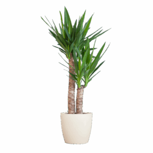 Yucca Elephantipes mit Viber weiß - 90cm - Ø21