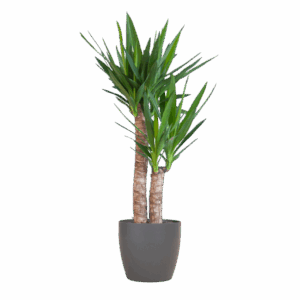 Yucca Elephantipes mit Viber Schwarz - 90cm - Ø21