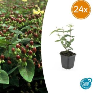 24x Johanneskraut Hypericum inodorum 'Rheingold' - ↕10-25cm - Ø9cm