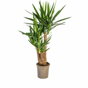 Yucca Elephantipes Verzweigt Ø24cm - ↕80-100cm