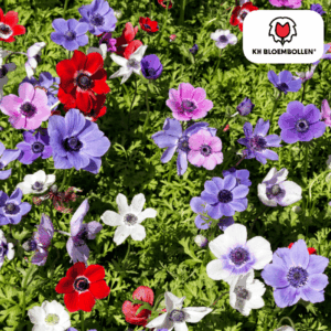 Anemonen Knollen 30 stück Zwiebelknollen