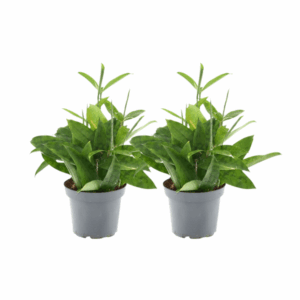 Dracaena Surculosa - 2 Stücke - Ø14cm - ↕40cm