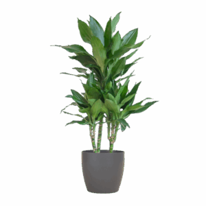 Dracaena Janet Lindt mit Viber grau - 95cm - Ø21