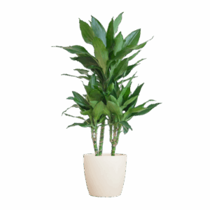Dracaena Janet Lindt mit Viber Weiß - 95cm - Ø21