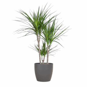 Dracaena Marginata mit Viber-Topf grau – 95 cm – Ø21