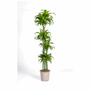 Dracaena Deremensis Dorado Ø27cm - ↕170 - 190cm