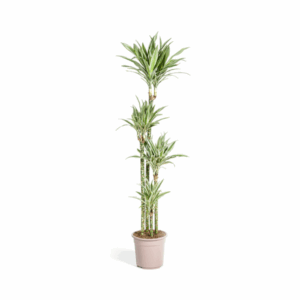 Dracaena-Pflanze mit drei unterschiedlich hohen Stämmen und hellgrünen, weiß gerandeten Blättern in einem hellbraunen Topf