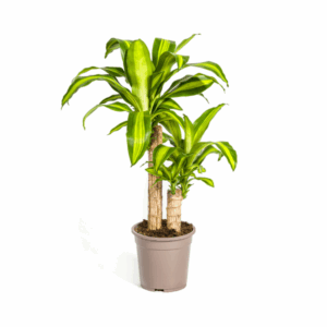 Kompakte Dracaena fragrans mit drei Stämmen und breiten grün-gelben Blättern in einem beigefarbenen Pflanztopf