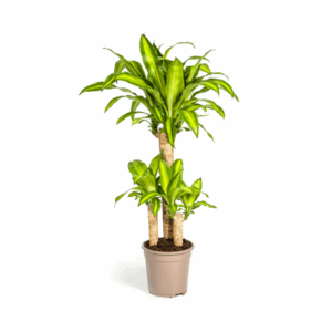 Dracaena fragrans mit drei unterschiedlich hohen Stämmen und glänzenden, hellgrün-gelben Blättern in einem graubraunen Pflanztopf