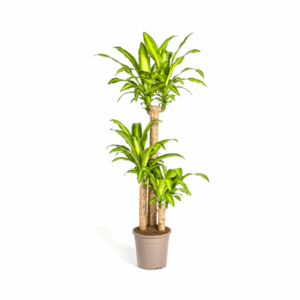 Dracaena fragrans mit mehreren Stämmen und hellgrünen Blättern in einem beigen Topf vor weißem Hintergrund