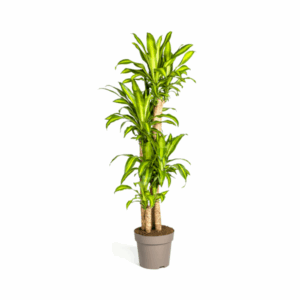 Dracaena fragrans mit mehreren Stämmen und breiten grün-gelben Blättern in einem beigen Blumentopf vor weißem Hintergrund